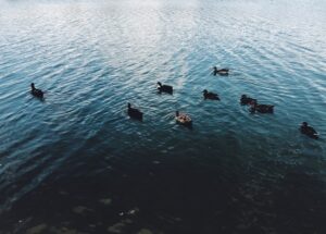 9 Göl için Eylem Planı Hazır! Bakan Yumaklı'dan Açıklama