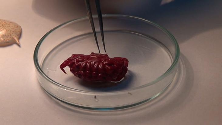 Akdeniz-de-sessizce-de-i-iyor-T-rkiye-de-ilk-kez-g-r-ld