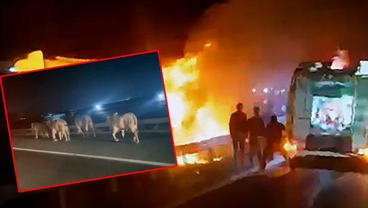 Anguslar-alev-alan-TIR-dan-ka-t-lar-Hatay-otoyolunda-yang-n-