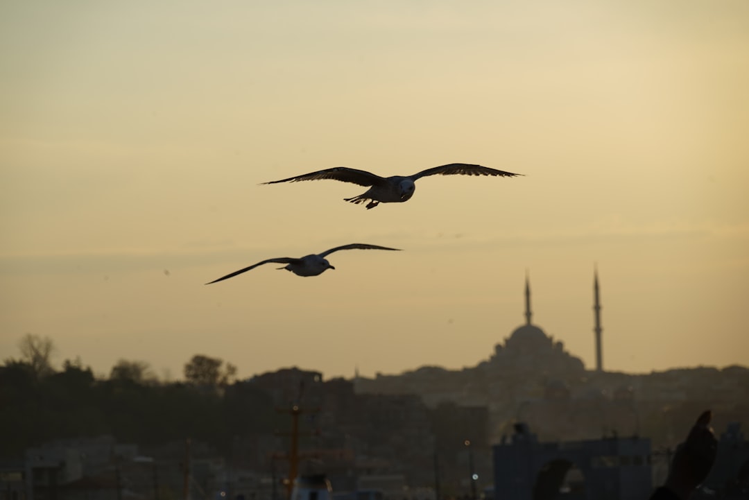 Asgari-cret-zamm-nda-kritik-g-n-2