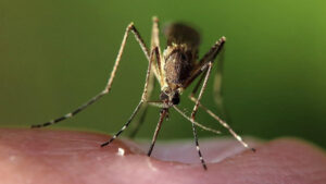 Bilim-insanlar-iklim-de-i-ikli-inin-hayvanlardan-bula-an-has