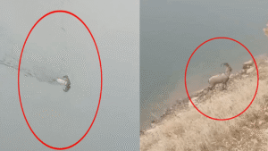 Da-ke-isi-baraj-g-l-n-y-zerek-ge-ti-o-anlar-kamerada