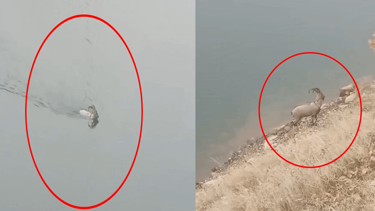 Da-ke-isi-baraj-g-l-n-y-zerek-ge-ti-o-anlar-kamerada