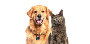 Happy panting Golden retriever dog and blue Maine Coon cat looking at camera, Isolated on grey