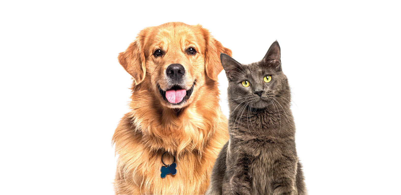 Happy panting Golden retriever dog and blue Maine Coon cat looking at camera, Isolated on grey