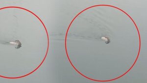 G-r-r-g-rmez-telefona-sar-ld-Baraj-g-l-n-y-zerek-ge-ti