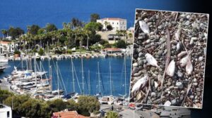 G-zde-turizm-beldesinde-tedirgin-eden-g-r-nt-Ekipler-incelem-1