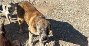 Hayvan-sevgisini-istismar-etti-k-pekler-a-ktan-birbirini-yed