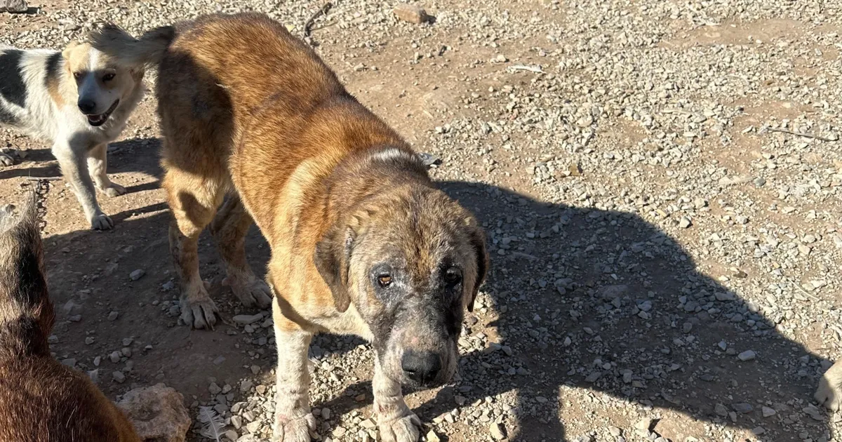 Hayvan-sevgisini-istismar-etti-k-pekler-a-ktan-birbirini-yed