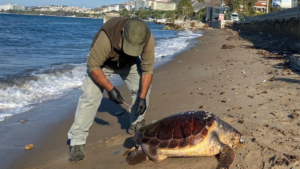 Kaplumba-alar-l-olarak-Ku-adas-sahiline-vurmaya-ba-lad