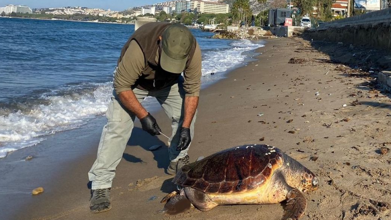 Kaplumba-alar-l-olarak-Ku-adas-sahiline-vurmaya-ba-lad