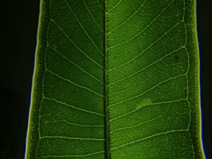 Arf Bio Enerji Halka Arzına Dikkat!