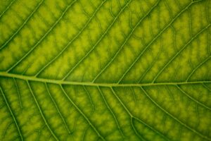 Arf Bio Enerji Halka Arzına Hazırlanıyor