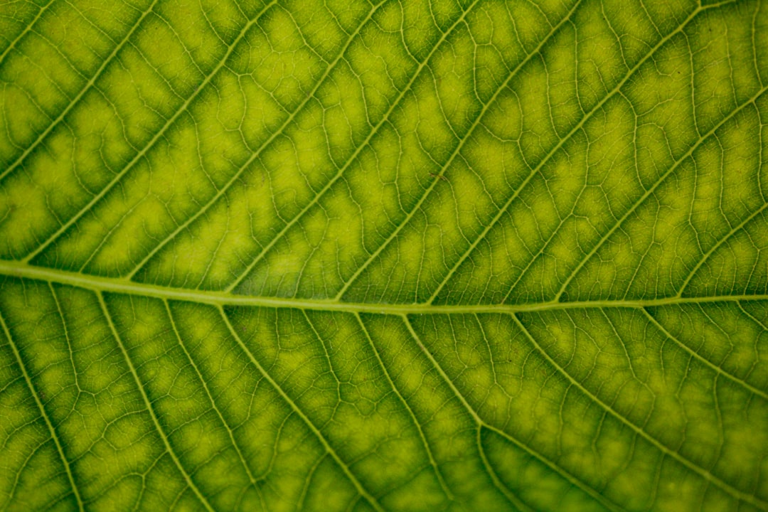 Arf Bio Enerji Halka Arzına Hazırlanıyor