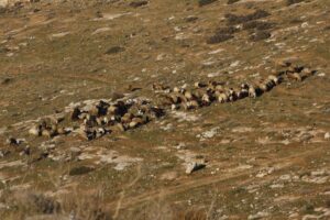 Ata Mesleği Çobanlığı: 50 Yılın Nağmeleriyle Sürüsünü Kontrol Eden T