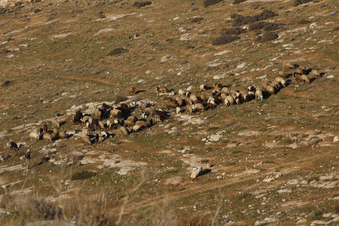 Ata Mesleği Çobanlığı: 50 Yılın Nağmeleriyle Sürüsünü Kontrol Eden T