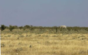 Bitlis'te Yaban Keçisi Avı