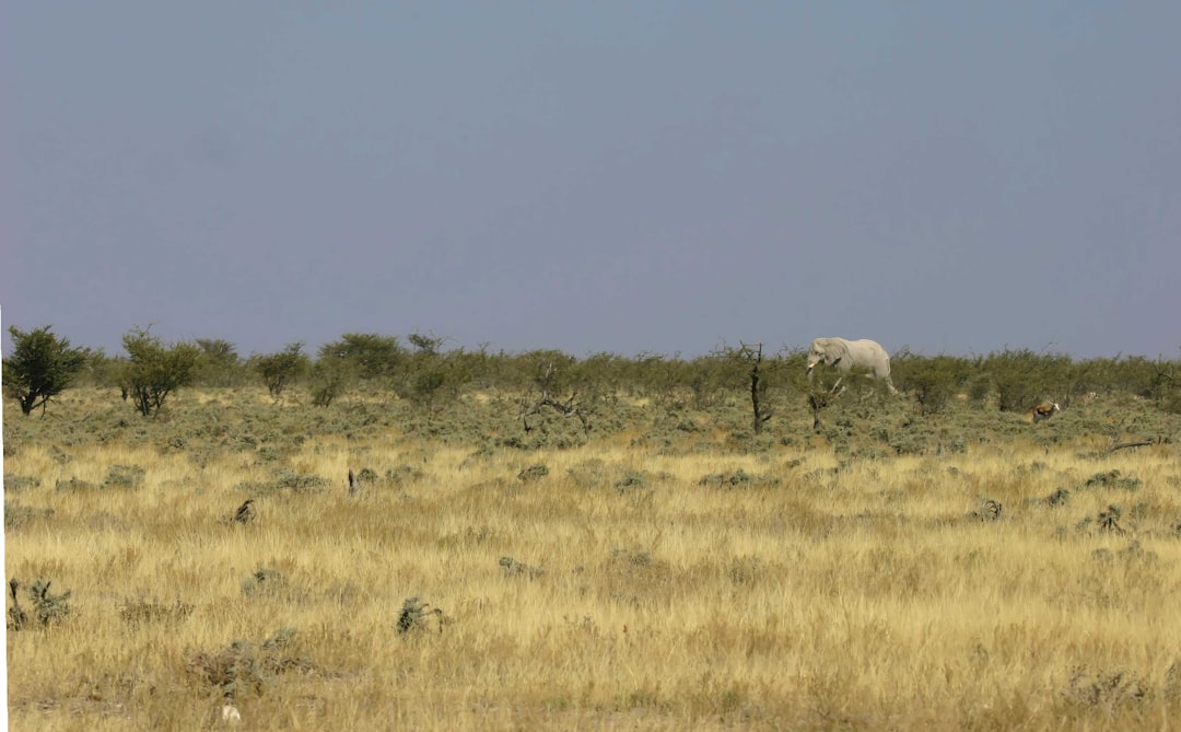 Bitlis'te Yaban Keçisi Avı