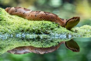 Biyolojik Çeşitliliği Tahrip Edenlere Yönelik Cezalar Artırıldı