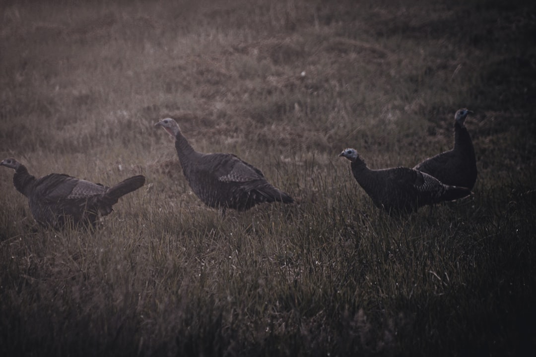 Döner Kanat Hava Araçları Simülatörleri için Stratejik Ortaklık