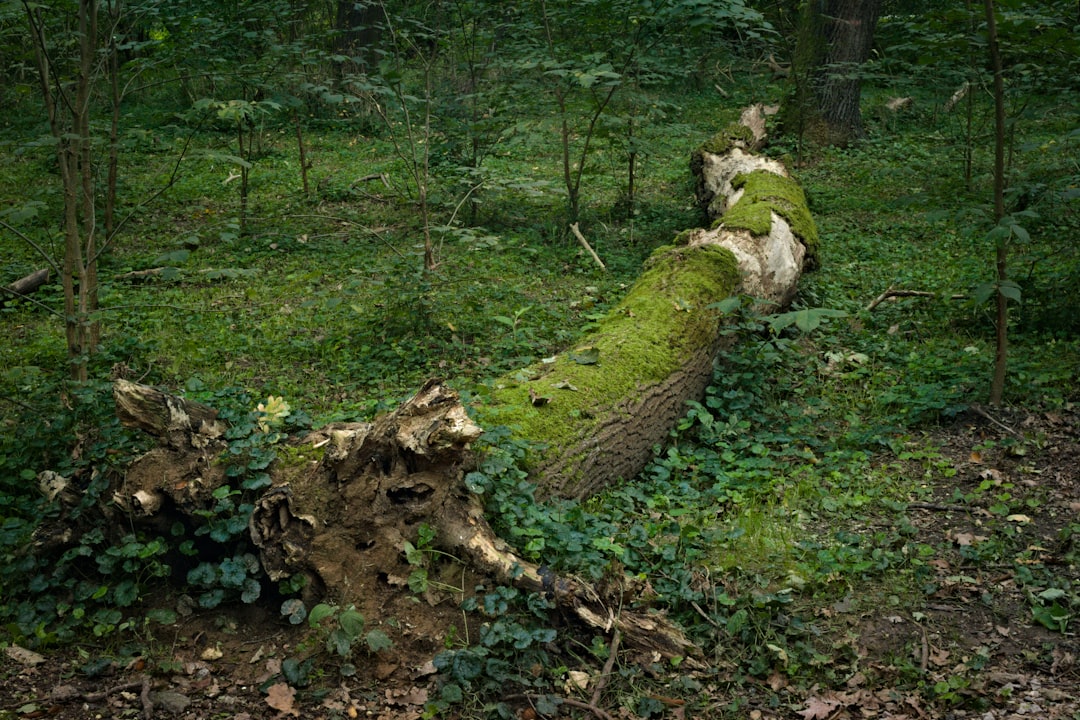 Doğa Koruma ve Milli Parklar Genel Müdürlüğü 10 Müfettiş Yardımcısı