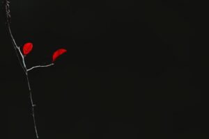 Emekli Olacaklar Dikkat! Yeni Yıla Bırakan 118 Bin TL Fazla Ödeyecek