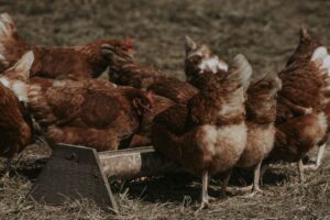 Hayvansal Gıdalara Sıkı Kontrol