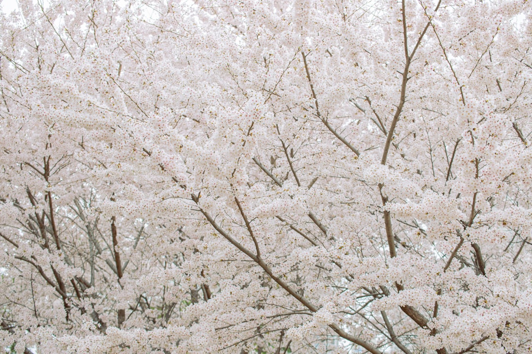 İstanbul'a Kar Yağacak mı?