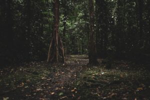 İstanbul'un Aydos Ormanı'ndaki Kar Havadan Görüntülendi