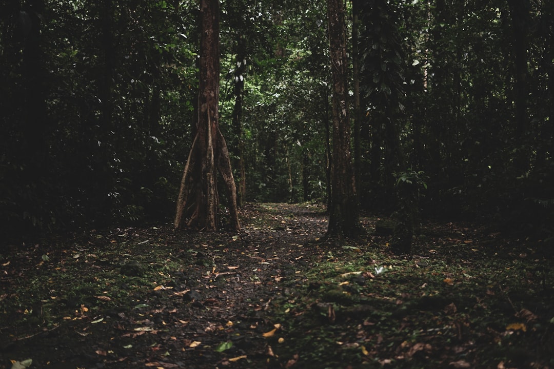 İstanbul'un Aydos Ormanı'ndaki Kar Havadan Görüntülendi