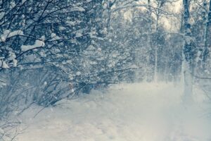 Kış Aylarında Basen Bölgesindeki Yağlanmaları Yeniden Tanıştırıyor