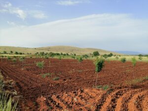 Kasım Kuraklığı Tarım Üretimi Risk Altına Goturdu