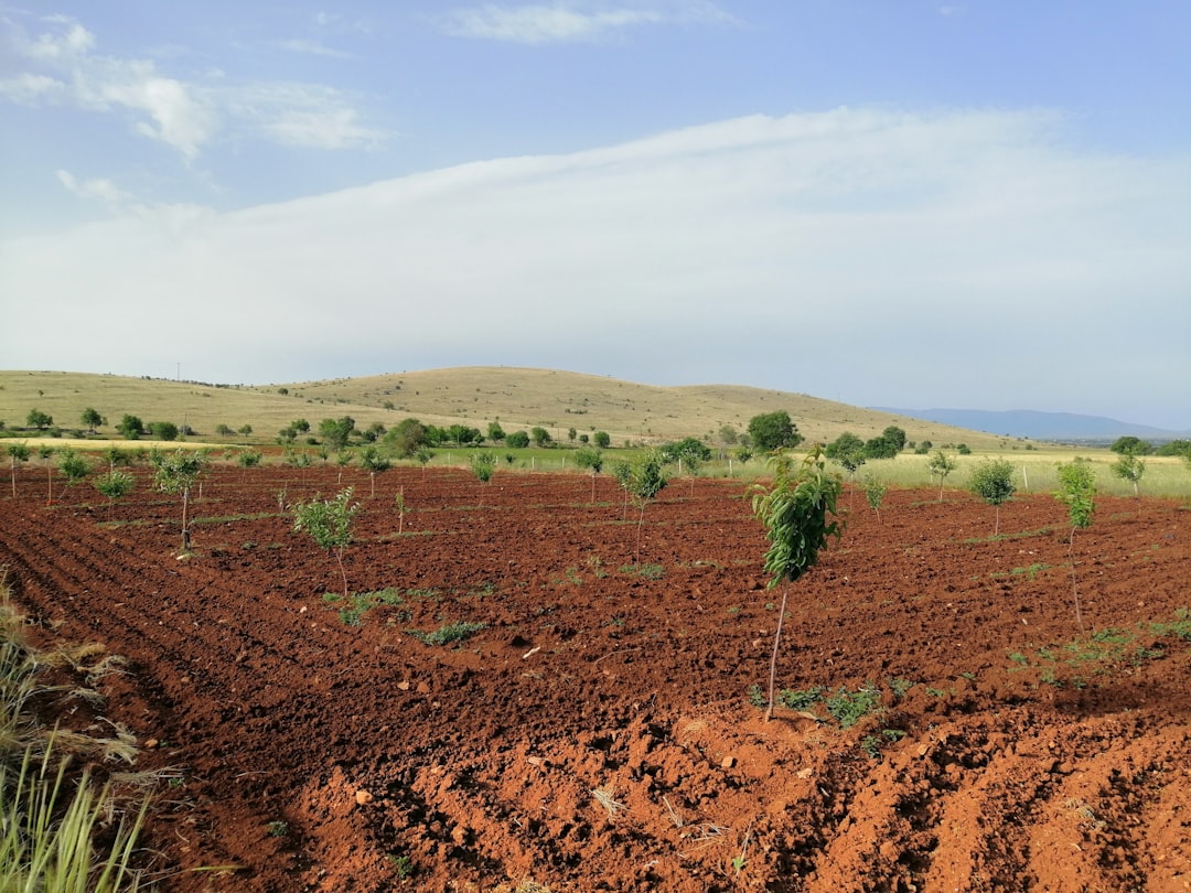 Kasım Kuraklığı Tarım Üretimi Risk Altına Goturdu