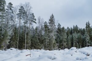 Pat Finn Hayatını Kaybetti