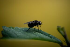 Pestisit Kontrolü için Yeni Laboratuvar: ŞOK Marketler Devreye Girdi