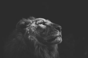 Recep Ayı İçin Hazırlıklar