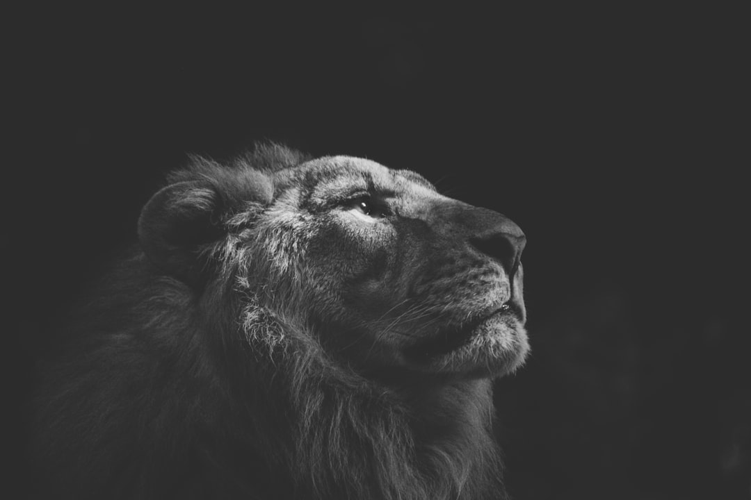 Recep Ayı İçin Hazırlıklar