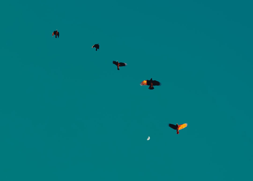 Rockets, Clippers'a Kaybetti