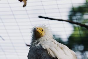 Saka Kuşları Bursa Kırlarında Sürüler Halinde Görüntülendi