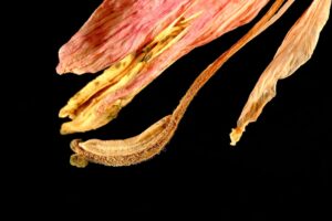 Sakaryaspor, Arca Çorum FK'ye Karşı 18. Hafta Maçı