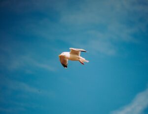 Tıbbi Nakil Uçuşu Faciası: 5 Ölü, 2 Kurtulan ve 1 Kayıp