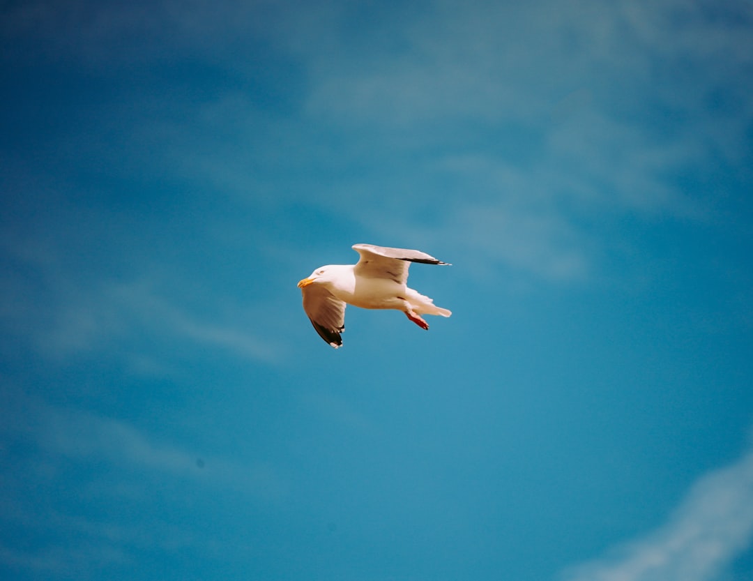 Tıbbi Nakil Uçuşu Faciası: 5 Ölü, 2 Kurtulan ve 1 Kayıp