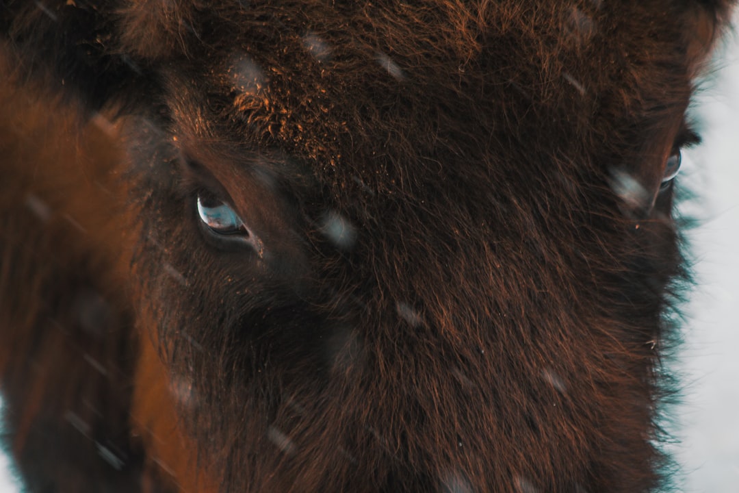 Thunder, Memphis Grizzlies'i 119-103 yenerek galibiyet kazandı. Oklaho