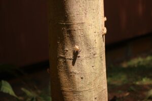 Trabzonspor'un Kalecisi Andre Onana'dan Mutluluk İtirafı