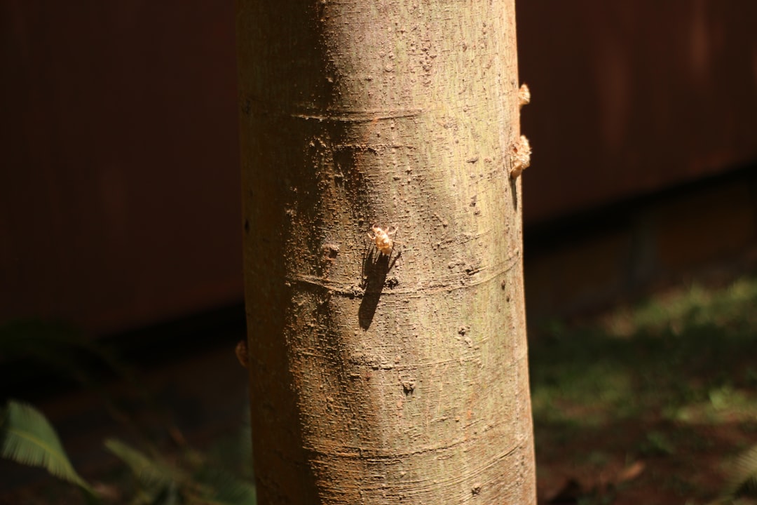Trabzonspor'un Kalecisi Andre Onana'dan Mutluluk İtirafı