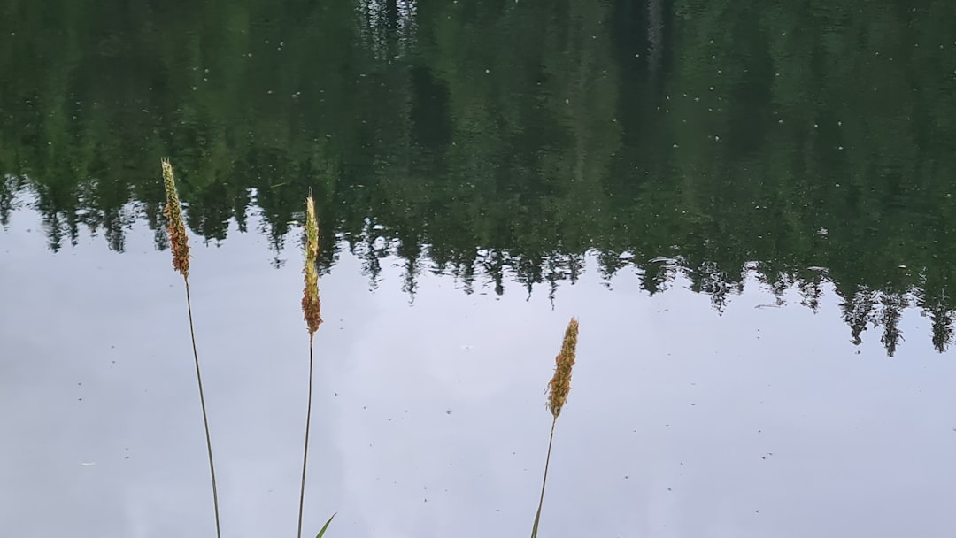 AÖL Kayıt Yenileme Nasıl Yapılır?