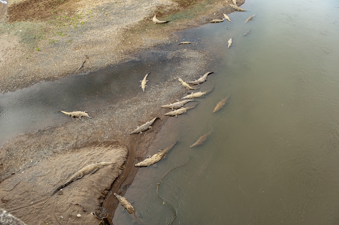 AÖL Sonuçları Açıklandı Mı?