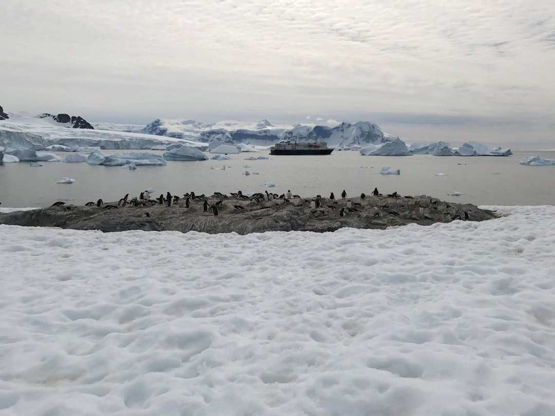 Antarktika'daki Penguenlerin Üreme Dönemi İklim Değişikliğiyle Erken