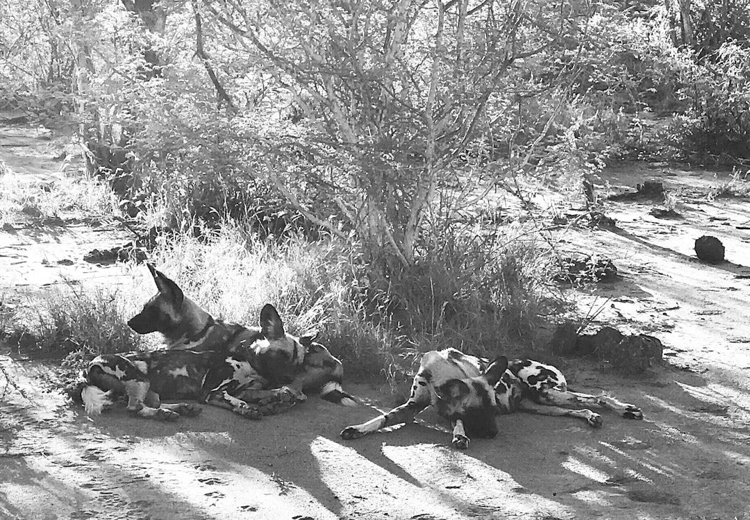 Başbakan Lumumba'nın Suikastı: Afrika'nın Bağımsızlık Mücadelesinin