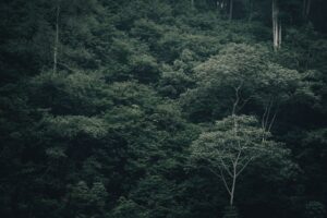 Başlık: Kastamonu'da Ormanlık Alanında Beslenen Karacalar Dronla Görün